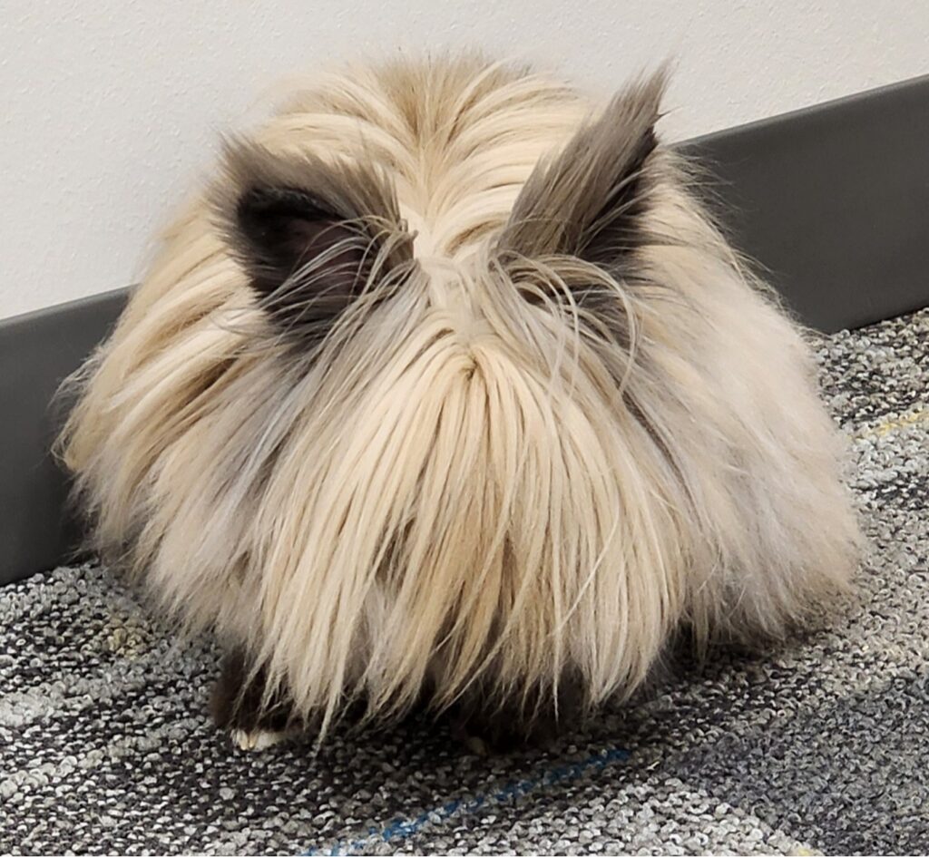 Henry Therapy Rabbit