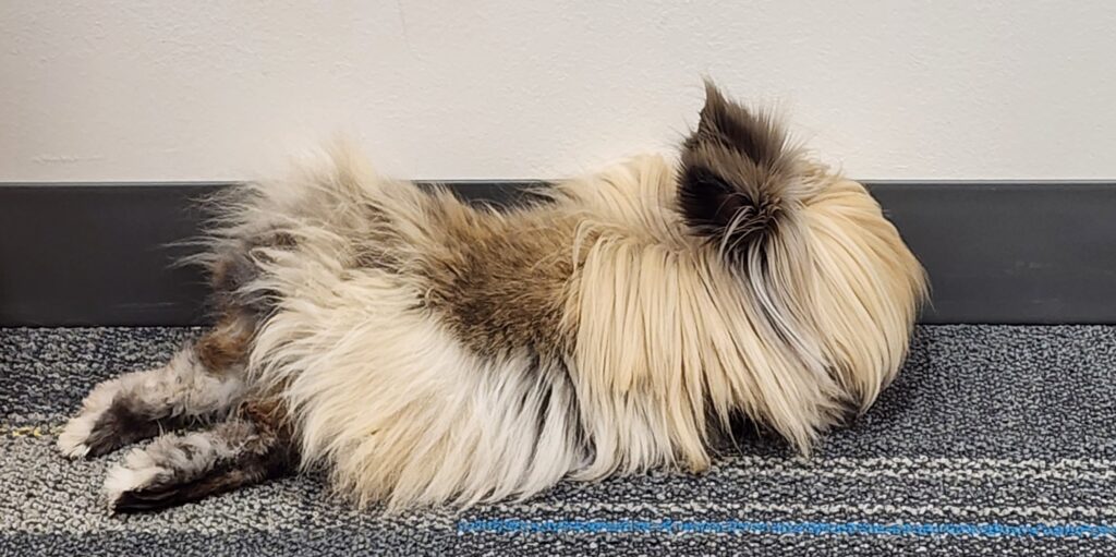 Rabbit-assisted therapy where trained therapy rabbit helps clients reduce anxiety and stress, process difficult emotions, and builds trust